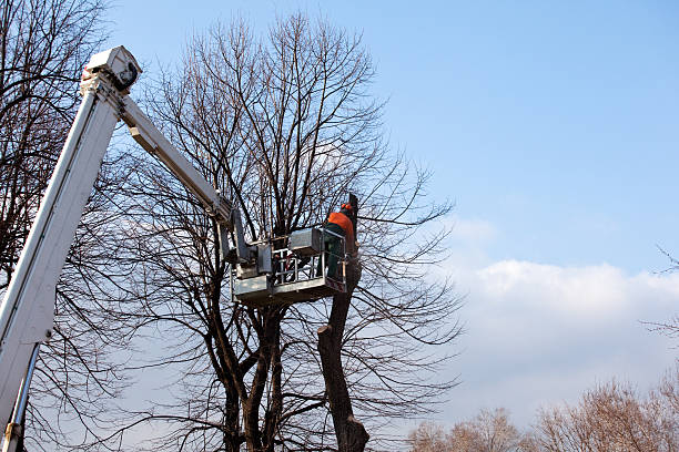 Best Hazardous Tree Removal  in Charlotte, NC